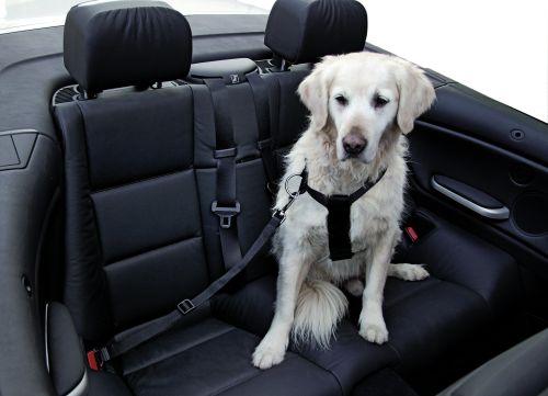 Bilde av Hundesikkerhetssele For Bil, 50-70 Cm, Sort